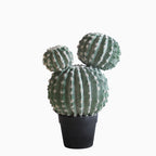 Planta Artificial Homse Hs015043 Cacatus 43cm
