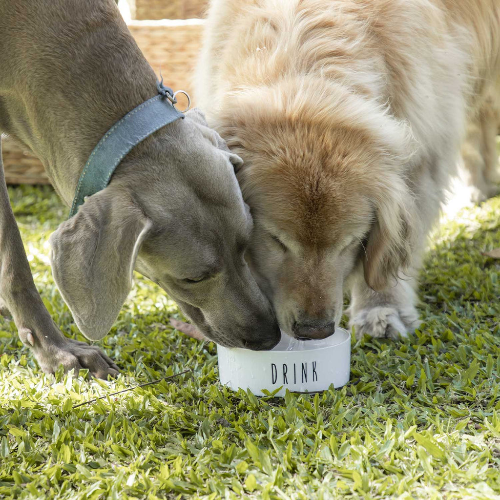 Bowl para mascotas DRINK