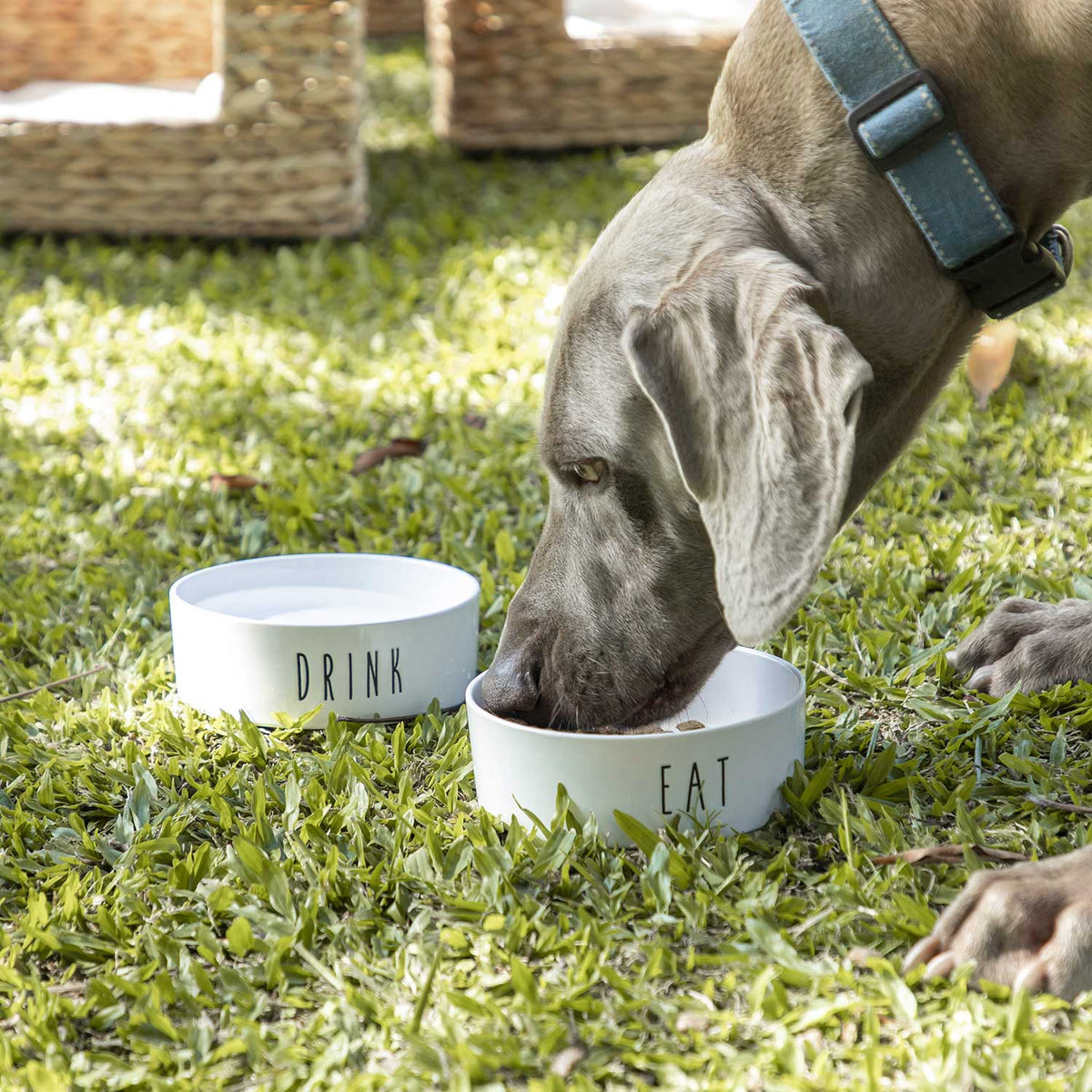 Bowl para mascotas EAT