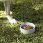 Bowl para mascotas