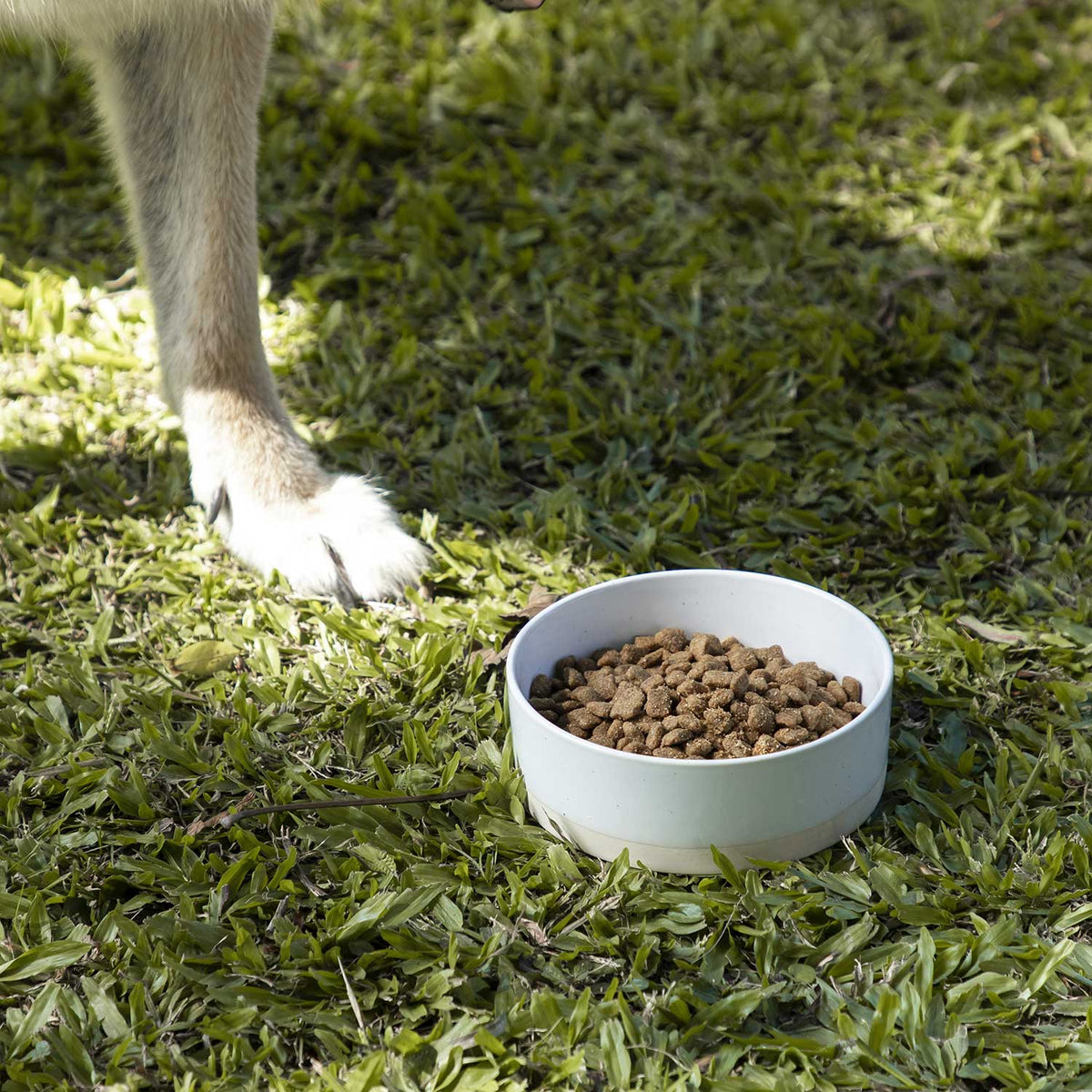 Bowl para mascotas